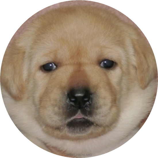 男の子(ブルー母犬ベローナ)(A child of マナスル & ベローナ) 男の子(ブルー母犬ベローナ)